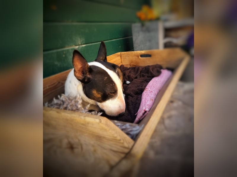 Wunderschöner Miniatur Bullterrier Rüde mit 35cm Widerristhöhe