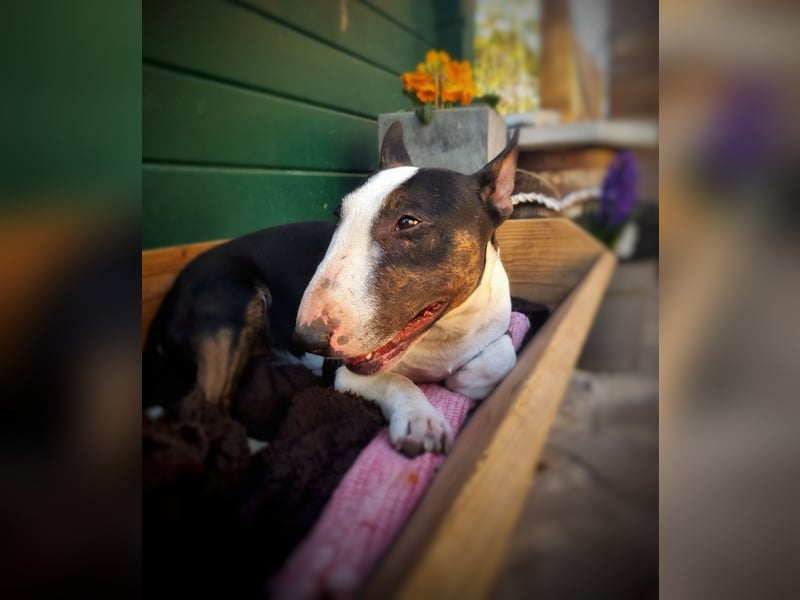 Wunderschöner Miniatur Bullterrier Rüde mit 35cm Widerristhöhe