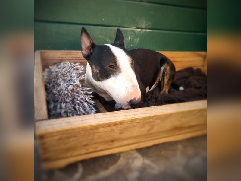 Wunderschöner Miniatur Bullterrier Rüde mit 35cm Widerristhöhe