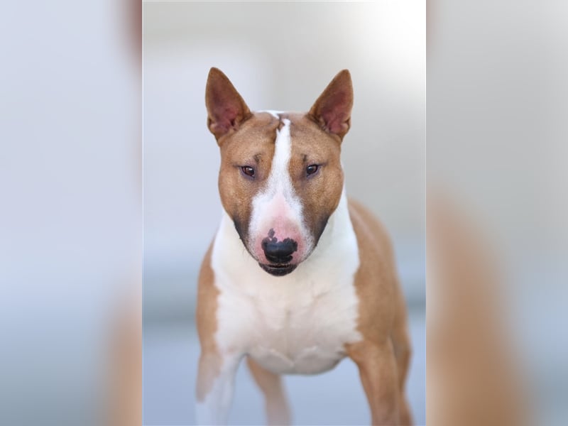 Miniatur Bullterrier Deckrüde Gemma Gemmarum FCI