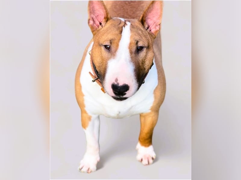 Miniatur Bullterrier Deckrüde Gemma Gemmarum FCI