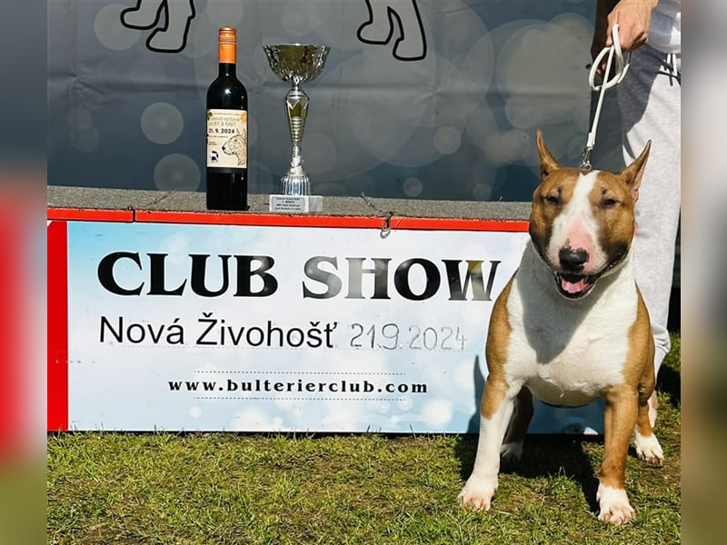 Miniatur Bullterrier Deckrüde Gemma Gemmarum FCI