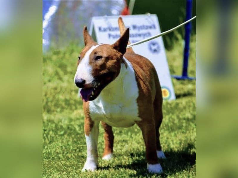 Miniatur Bullterrier Deckrüde Gemma Gemmarum FCI