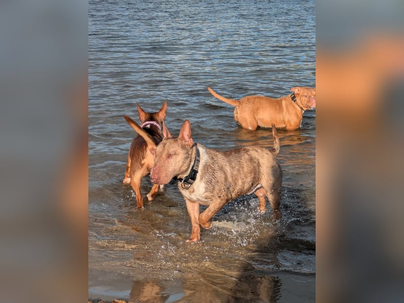 Miniatur Bullterrier Deckrüde