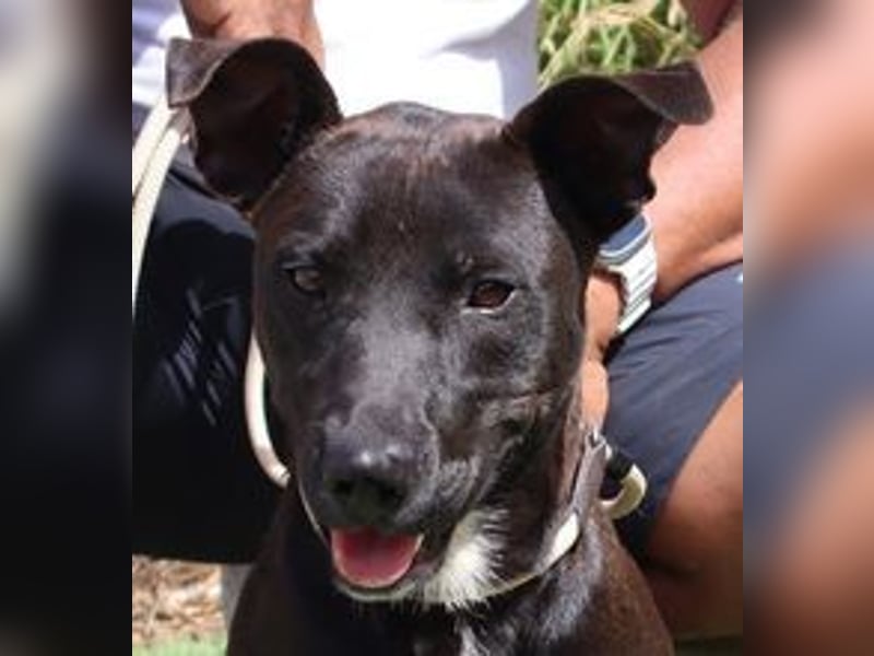 Cisco, Terrier-Mix, lieb und sozial
