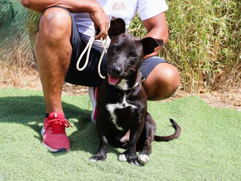 Cisco, Terrier-Mix, lieb und sozial