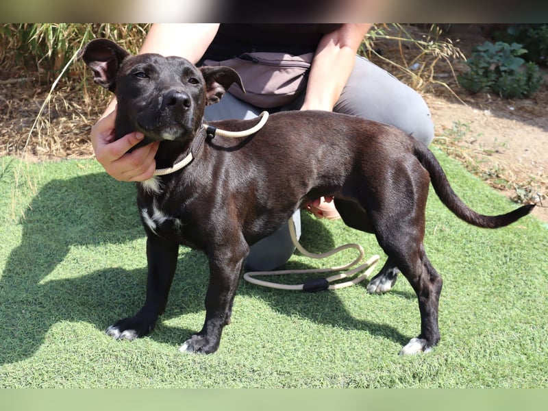 Cisco, Terrier-Mix, lieb und sozial