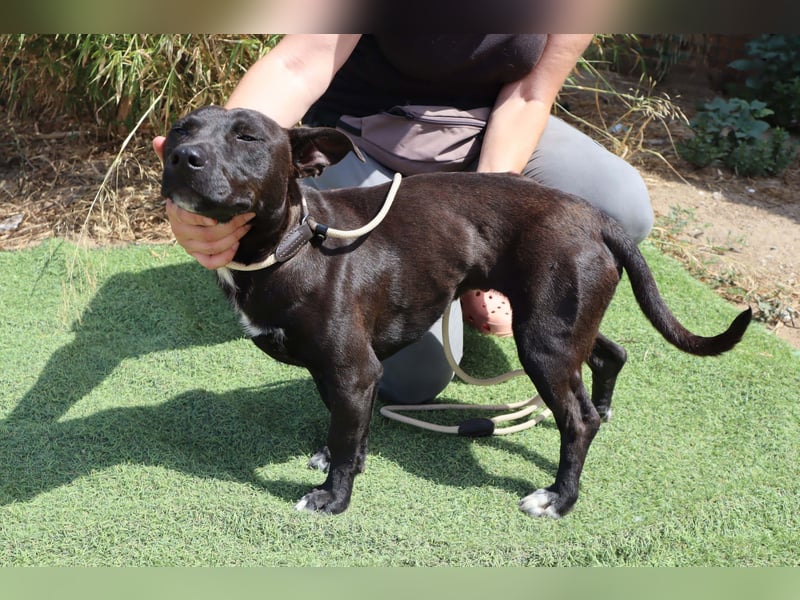 Cisco, Terrier-Mix, lieb und sozial