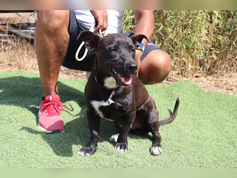 Cisco, Terrier-Mix, lieb und sozial