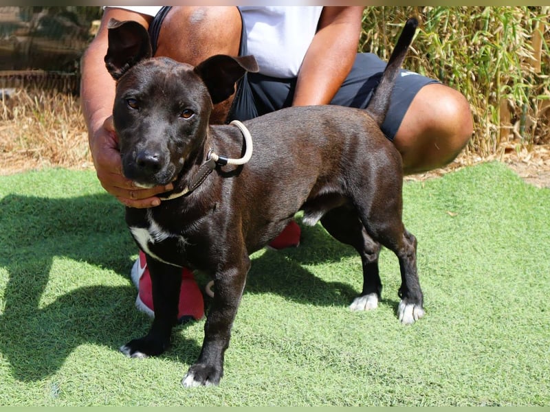 Cisco, Terrier-Mix, lieb und sozial