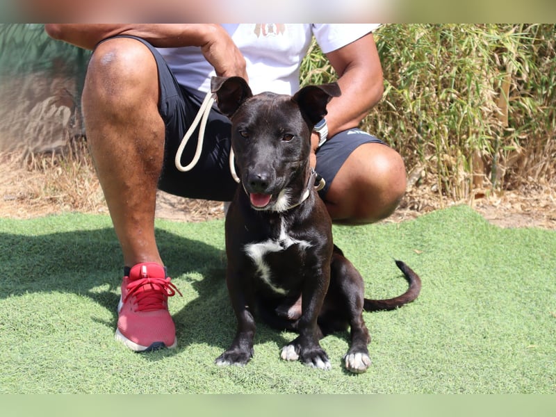 Cisco, Terrier-Mix, lieb und sozial