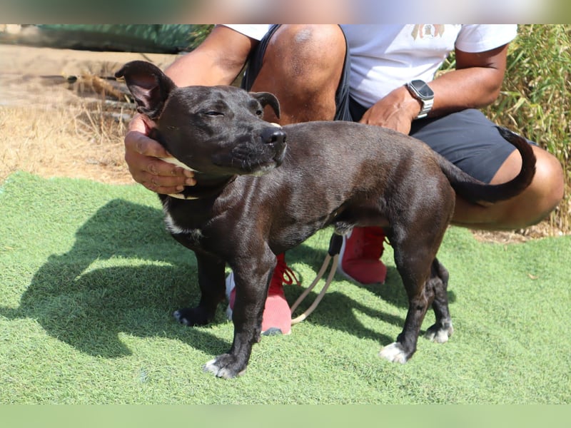 Cisco, Terrier-Mix, lieb und sozial