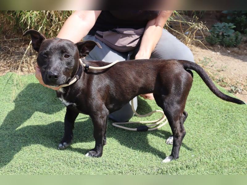 Cisco, Terrier-Mix, lieb und sozial