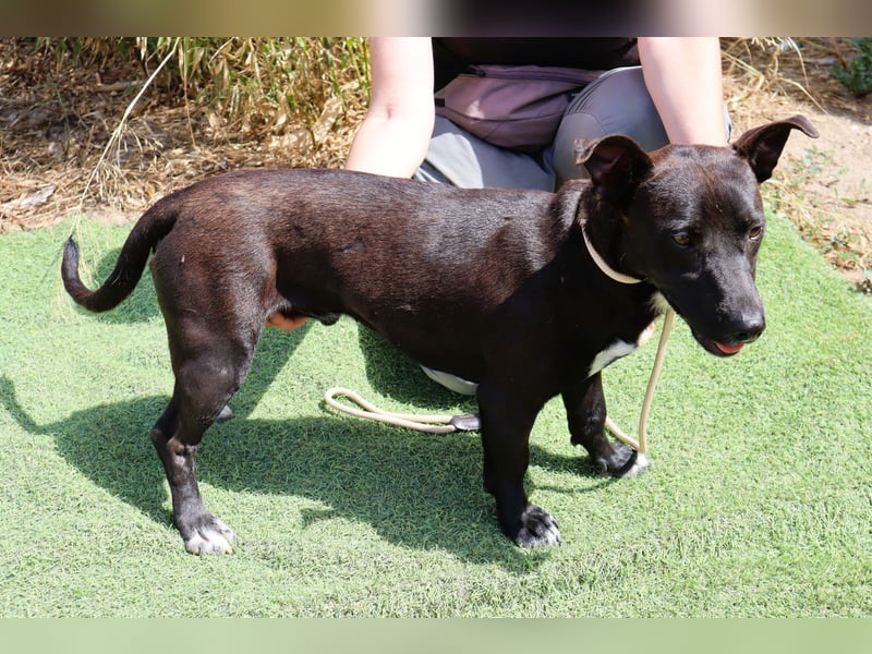 Cisco, Terrier-Mix, lieb und sozial