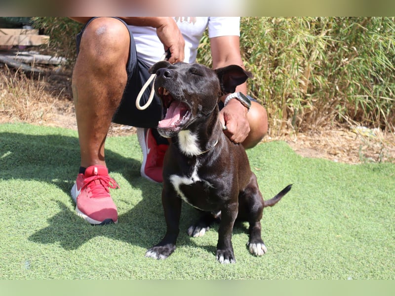 Cisco, Terrier-Mix, lieb und sozial