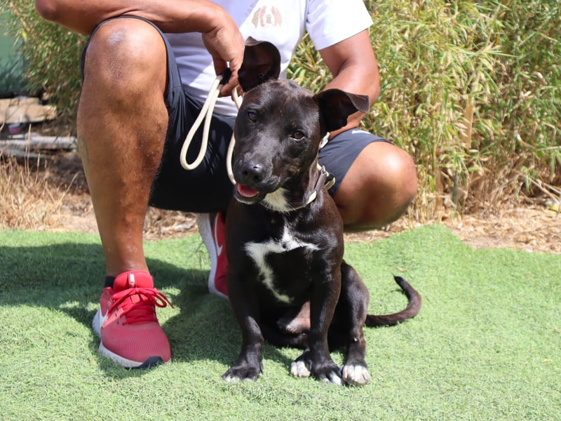 Cisco, Terrier-Mix, lieb und sozial