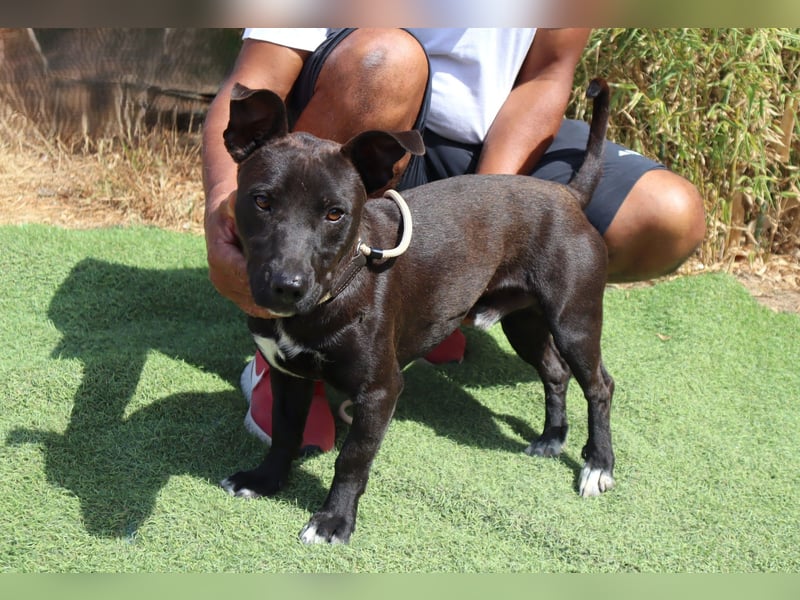 Cisco, Terrier-Mix, lieb und sozial