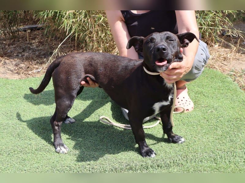 Cisco, Terrier-Mix, lieb und sozial