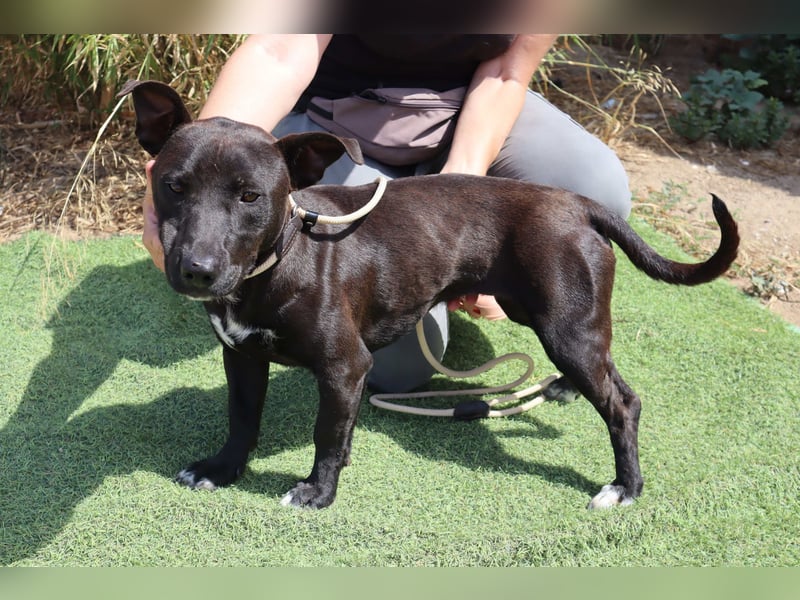 Cisco, Terrier-Mix, lieb und sozial
