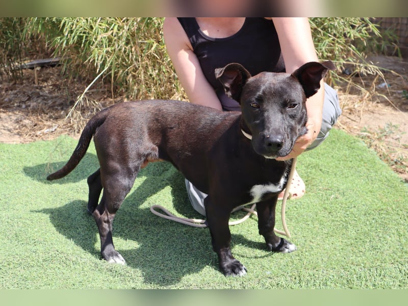 Cisco, Terrier-Mix, lieb und sozial