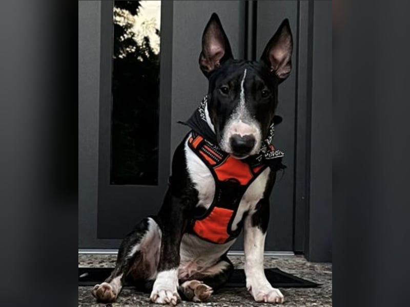 Deckrüde Miniatur Bullterrier