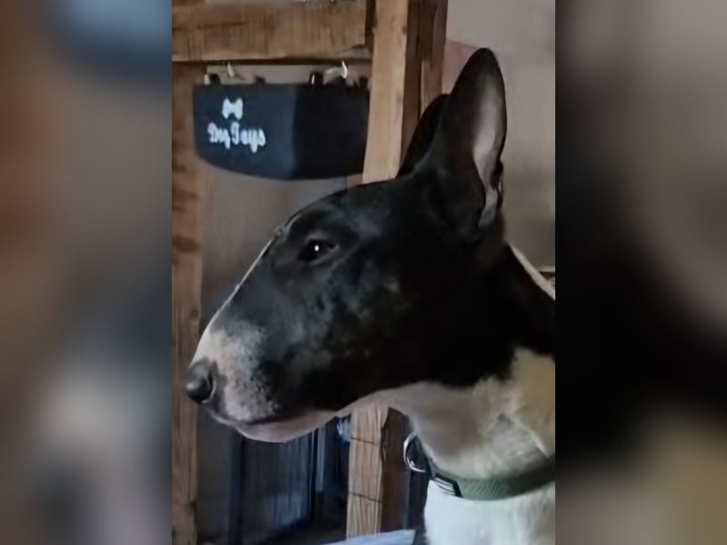 Deckrüde Miniatur Bullterrier