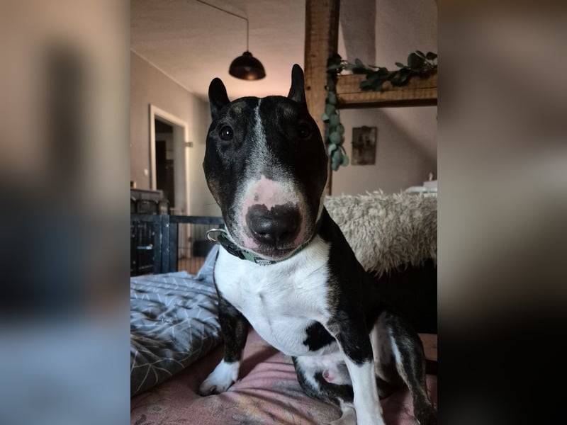Deckrüde Miniatur Bullterrier