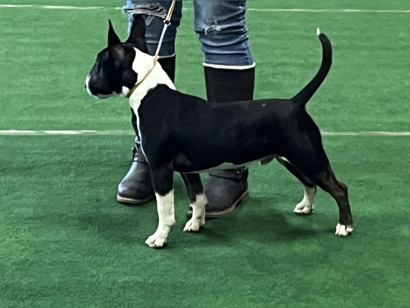 Deckrüde Miniatur Bullterrier