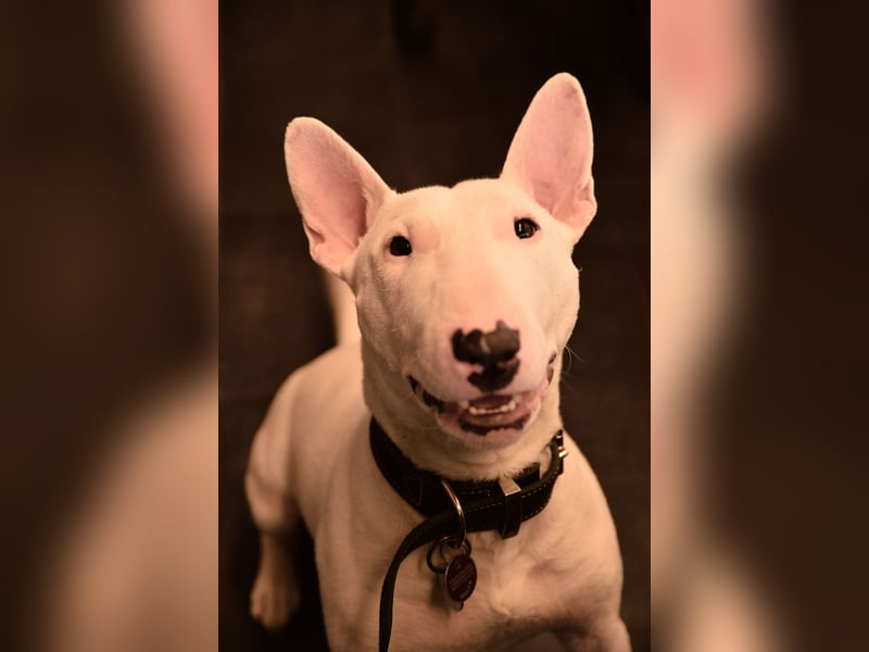 Miniatur Bullterrier Deckrüde
