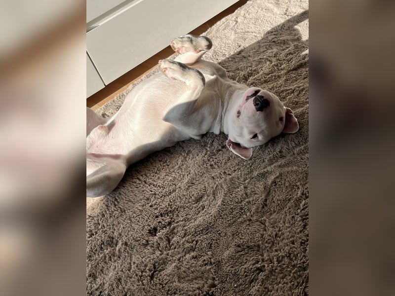 Miniatur Bullterrier Deckrüde