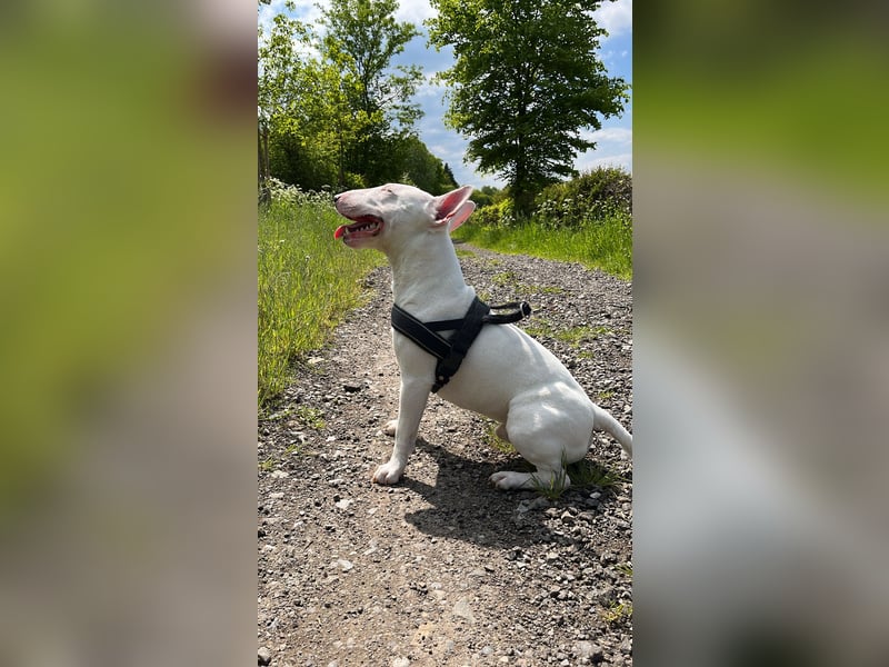 Miniatur Bullterrier Deckrüde