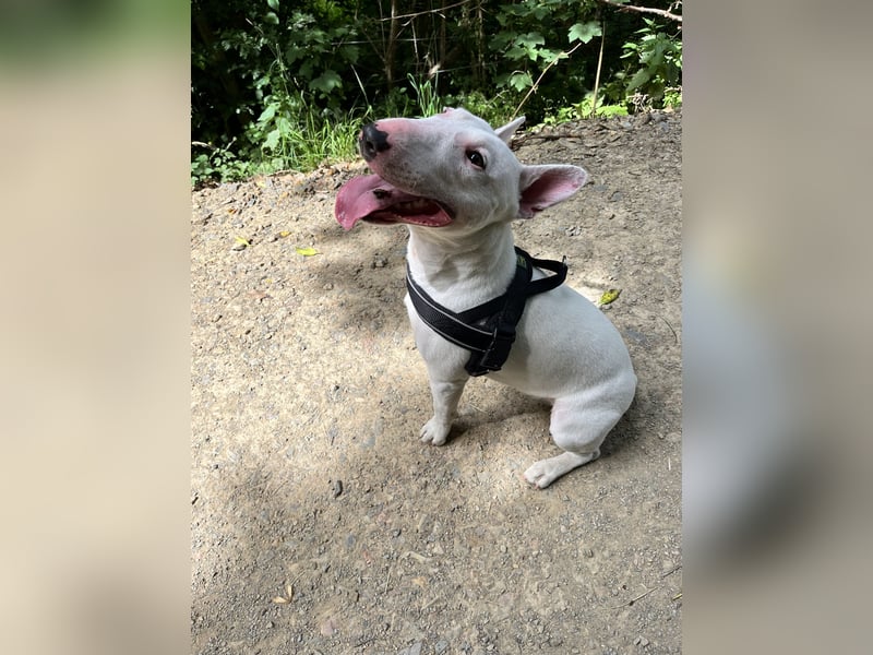 Miniatur Bullterrier Deckrüde
