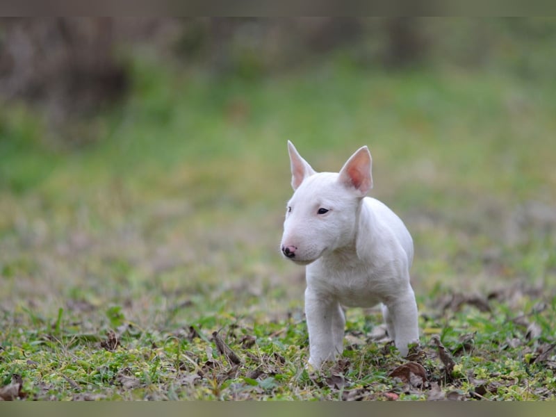 Miniatur-Bullterrier-Welpe zu verkaufen!