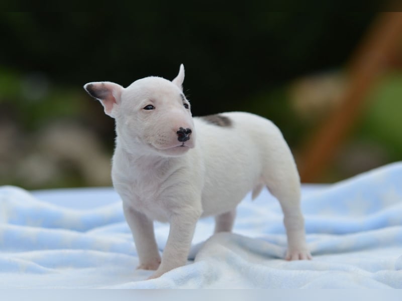 Miniatur-Bullterrier-Welpe zu verkaufen!