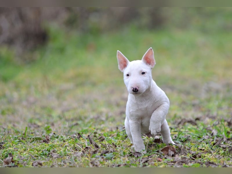 Miniatur-Bullterrier-Welpe zu verkaufen!