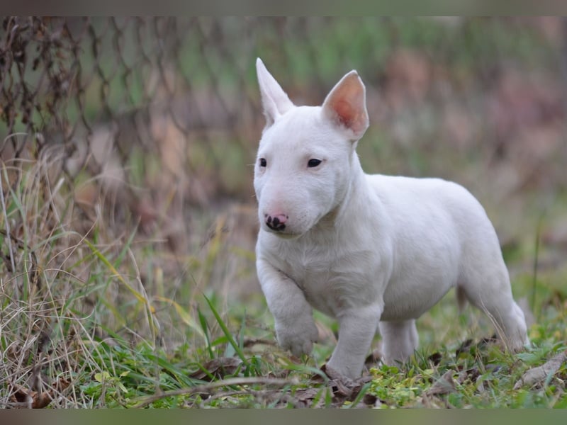 Miniatur-Bullterrier-Welpe zu verkaufen!
