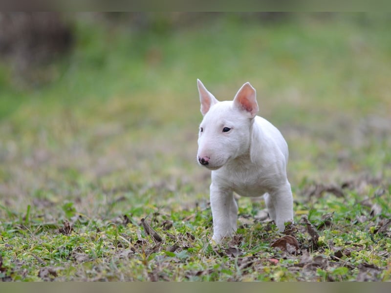 Miniatur-Bullterrier-Welpe zu verkaufen!