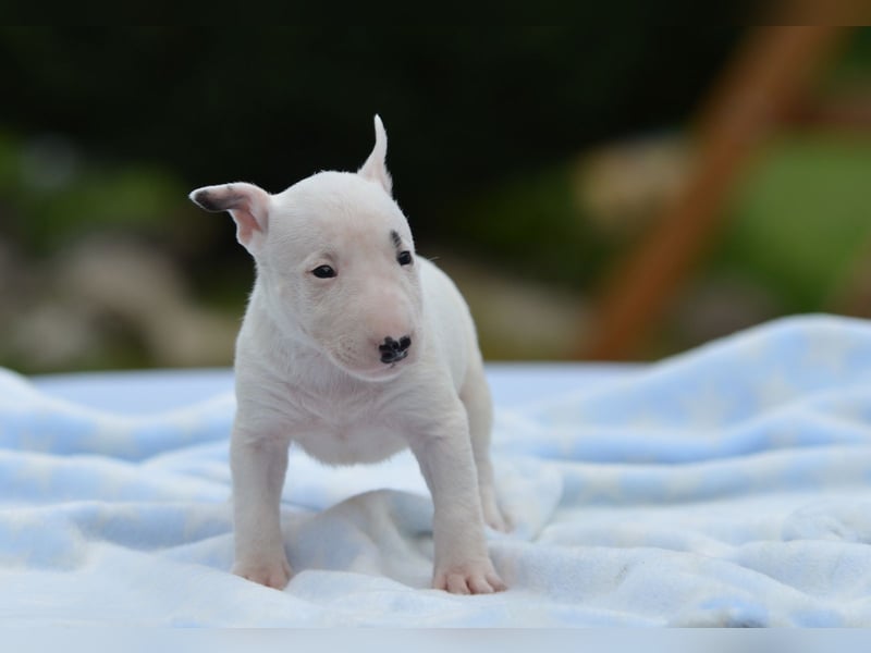 Miniatur-Bullterrier-Welpe zu verkaufen!