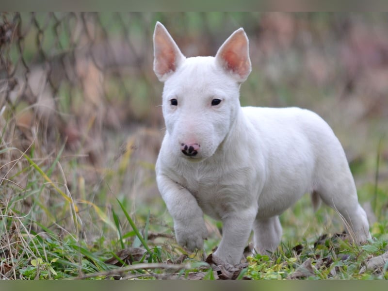 Miniatur-Bullterrier-Welpe zu verkaufen!