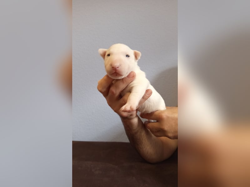 Miniatur Bullterrrier Welpe Rüde