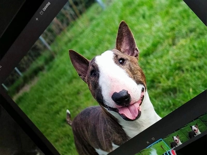 Miniatur Bullterrier Deckrüde Gemma Gemmarum FCI