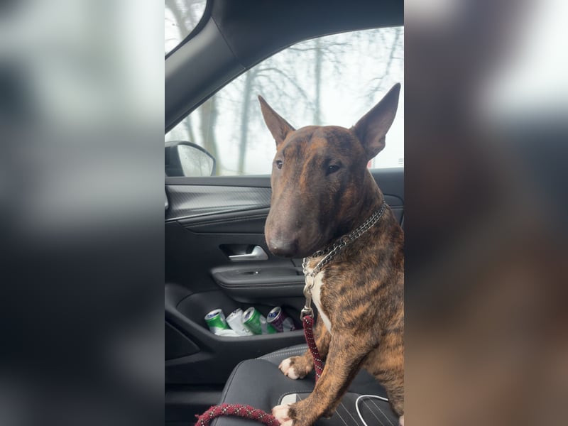 Miniatur Bullterrier