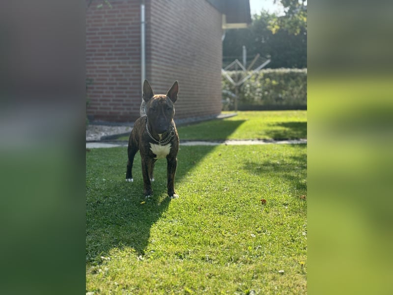 Miniatur Bullterrier
