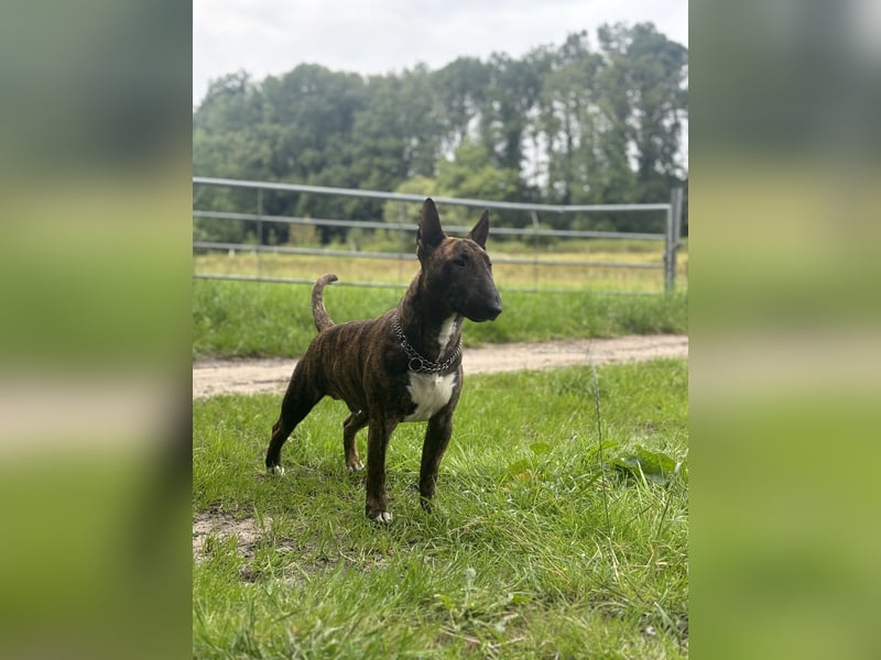 Miniatur Bullterrier