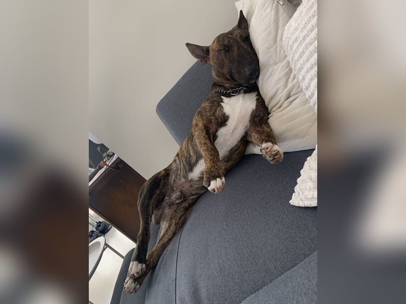 Miniatur Bullterrier