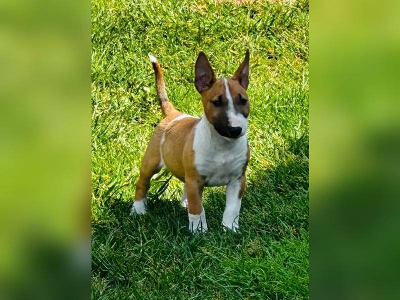 Miniatur Bullterrier FCI Gemma Gemmarum