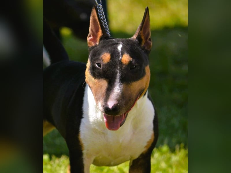 Miniatur Bullterrier FCI Gemma Gemmarum