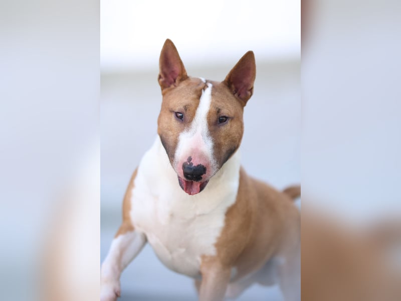 Miniatur Bullterrier Deckrüde Gemma Gemmarum FCI
