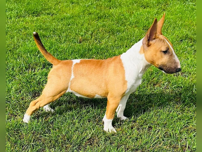 Miniatur Bullterrier FCI Gemma Gemmarum