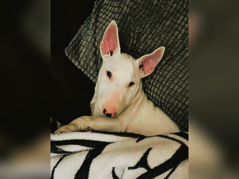 Miniatur Bullterrier FCI Gemma Gemmarum
